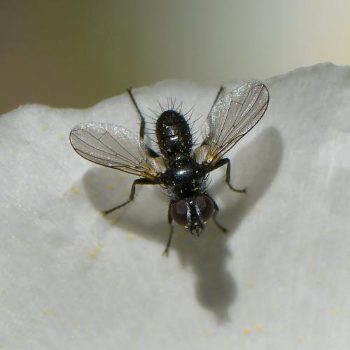 Réf. 242 090 : Phania funesta